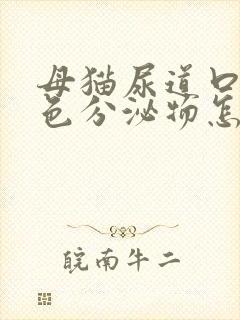 母猫尿道口有黄色分泌物怎么办