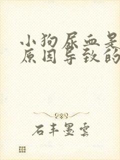 小狗尿血是什么原因导致的