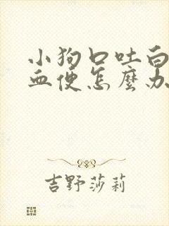 小狗口吐白沫拉血便怎么办