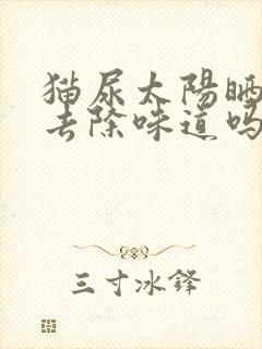 猫尿太阳晒可以去除味道吗封面