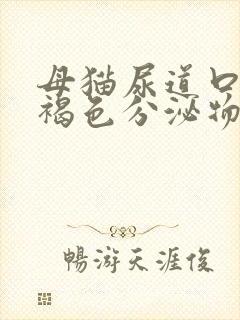 母猫尿道口有黄褐色分泌物