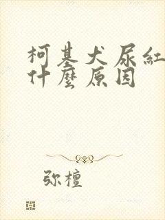 柯基犬尿红尿是什么原因封面