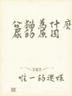 公猫为什么会乱尿的原因