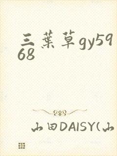 三叶草gy5968
