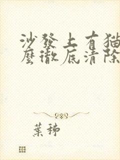 沙发上有猫尿怎么彻底清除