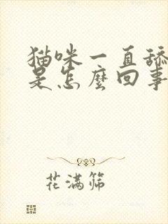 猫咪一直舔尿处是怎么回事