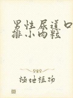 男性尿道口有一排小肉粒