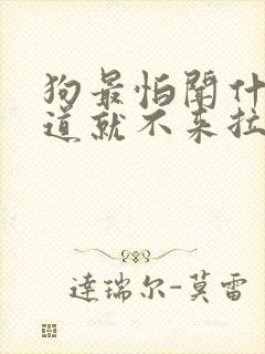 狗最怕闻什么味道就不来拉尿