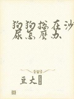 狗狗总在沙发上尿怎么办