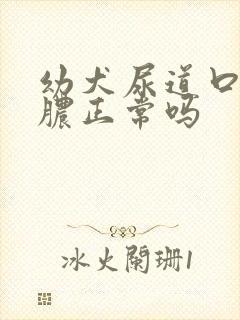 幼犬尿道口有黄脓正常吗