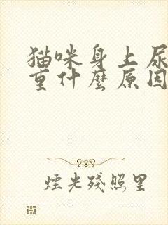 猫咪身上尿骚味重什么原因