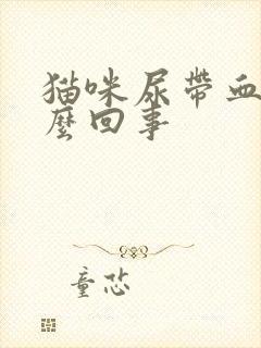 猫咪尿带血是怎么回事