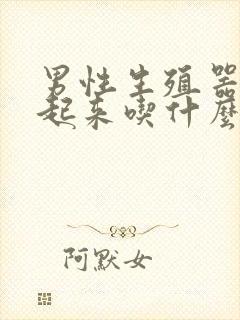 男性生殖器勃不起来吃什么药