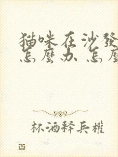 猫咪在沙发上尿怎么办 怎么除味道