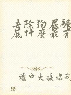 去除狗尿骚味到底什么最有效