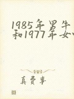 1985年男牛和1977年女蛇合婚封面