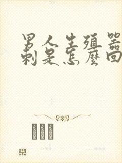 男人生殖器长粉刺是怎么回事