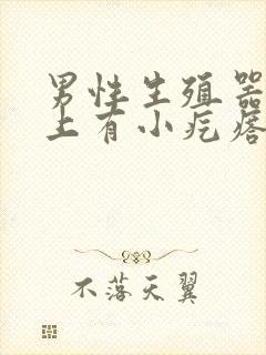 男性生殖器上面上有小疙瘩 疼