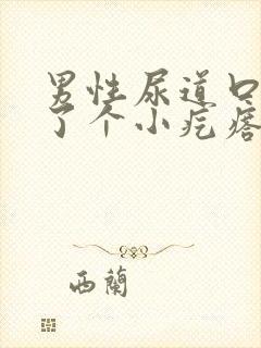 男性尿道口上长了个小疙瘩封面