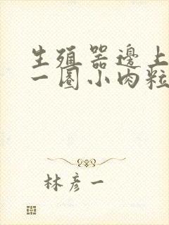 生殖器边上长了一圈小肉粒