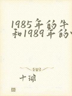 1985年的牛和1989年的蛇婚配