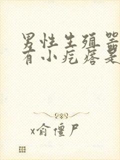 男性生殖器包皮有小疙瘩是怎么回事