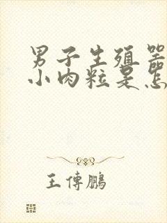 男子生殖器上有小肉粒是怎么回事