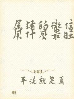 属猪的微信头像用什么最旺财