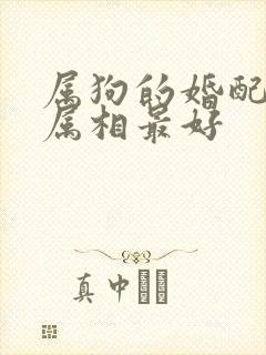 属狗的婚配哪个属相最好