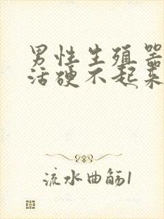 男性生殖器性生活硬不起来