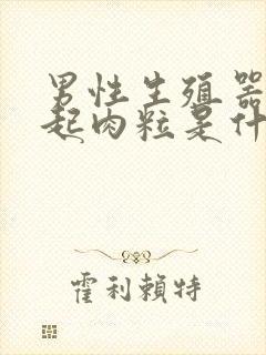 男性生殖器旁边起肉粒是什么回事