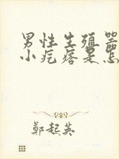 男性生殖器旁边小疙瘩是怎么回事