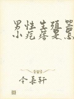 男性生殖器长个小疙瘩是怎么回事