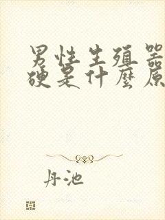 男性生殖器不太硬是什么原因