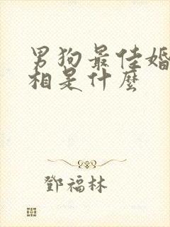 男狗最佳婚配属相是什么