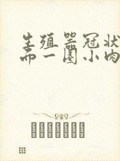 生殖器冠状沟里面一圈小肉粒怎么回事