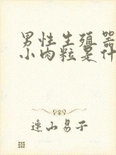 男性生殖器里有小肉粒是什么病