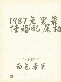 1987兔男最佳婚配属相封面