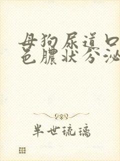 母狗尿道口有黄色脓状分泌物