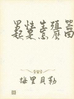 男性生殖器硬不起是怎么回事