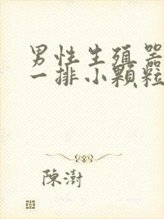 男性生殖器长了一排小颗粒