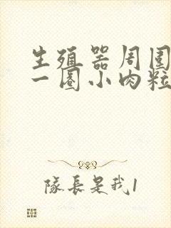 生殖器周围长了一圈小肉粒