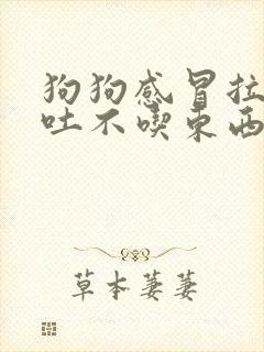 狗狗感冒拉稀呕吐不吃东西怎么办