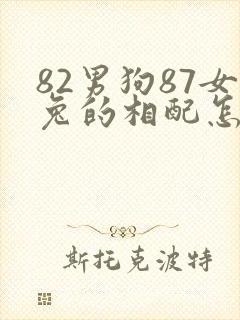 82男狗87女兔的相配怎么样封面