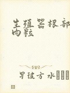 生殖器根部 小肉粒