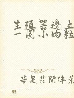 生殖器边上长了一圈小肉粒