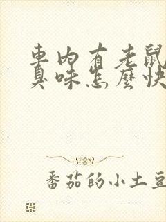 车内有老鼠尿味臭味怎么快速去除