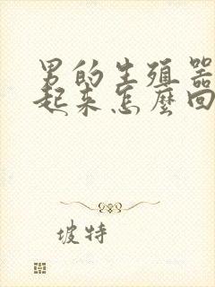 男的生殖器硬不起来怎么回事