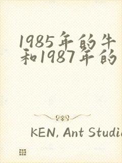 1985年的牛和1987年的兔结婚好吗