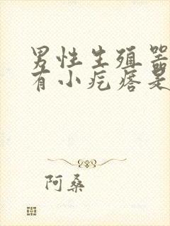 男性生殖器包皮有小疙瘩是怎么回事